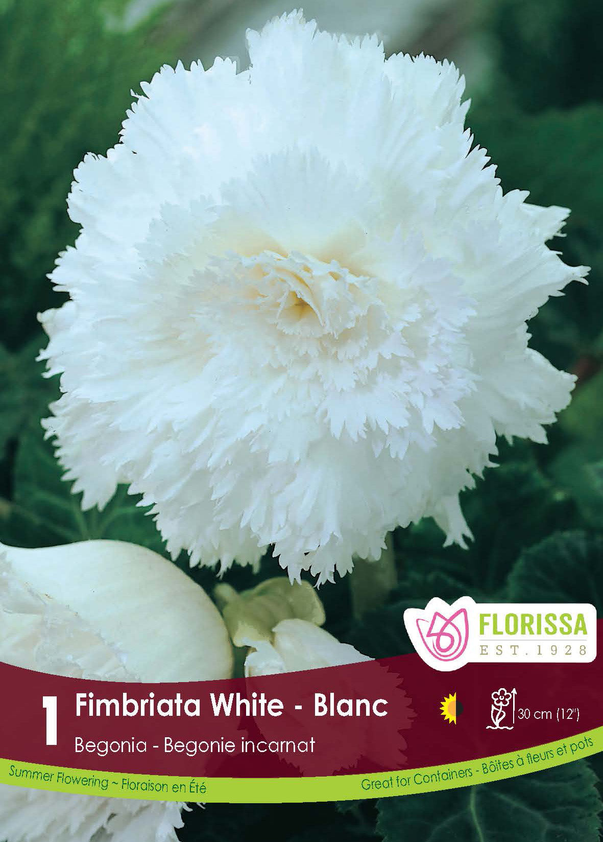 Begonia Fimbriata White