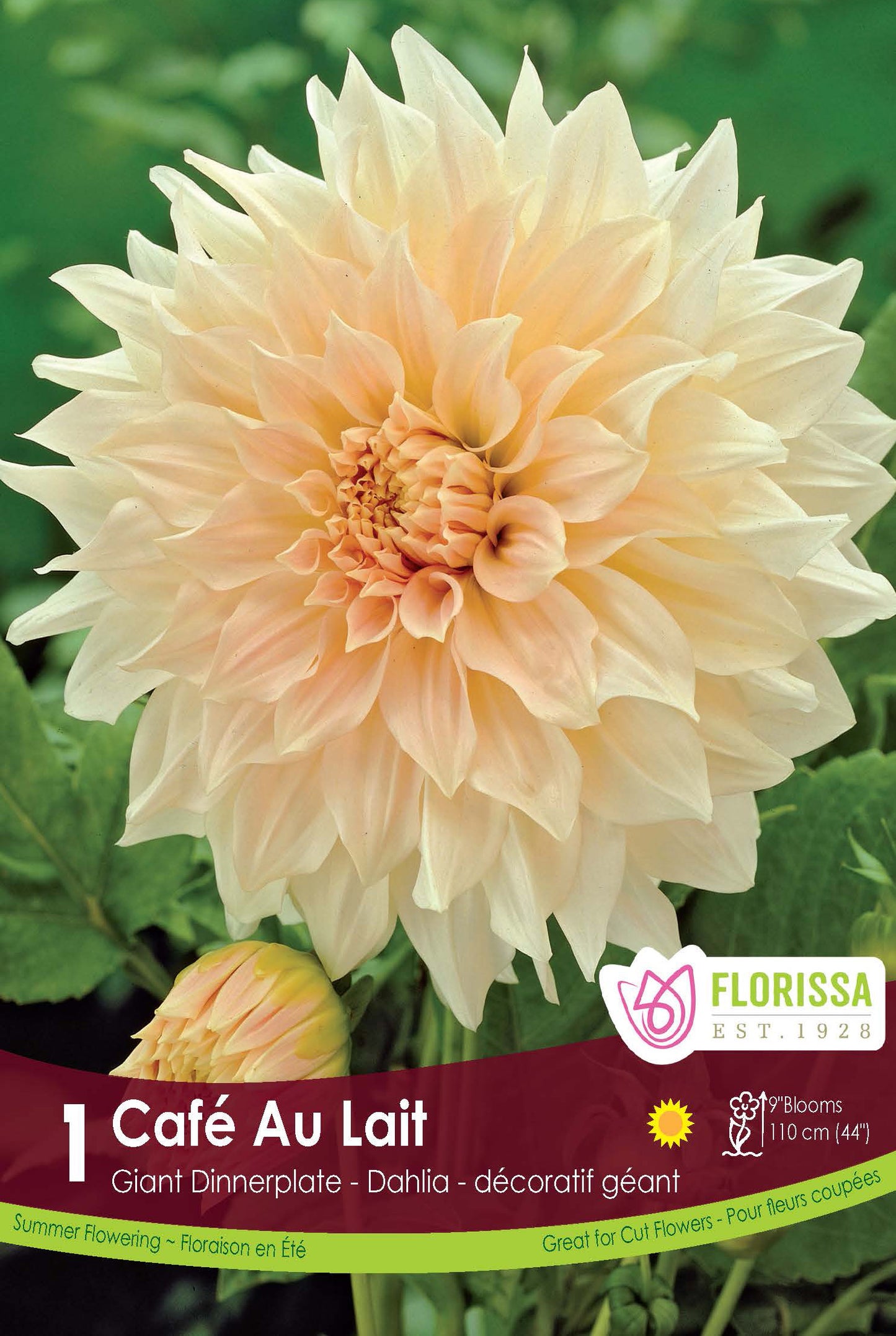 Dahlia Café au Lait