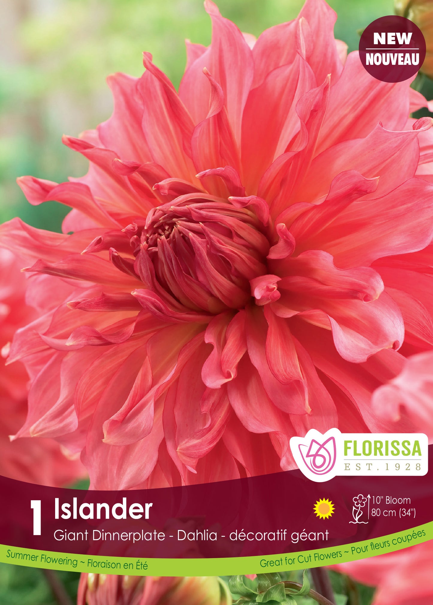 Dahlia Dinnerplate Islander