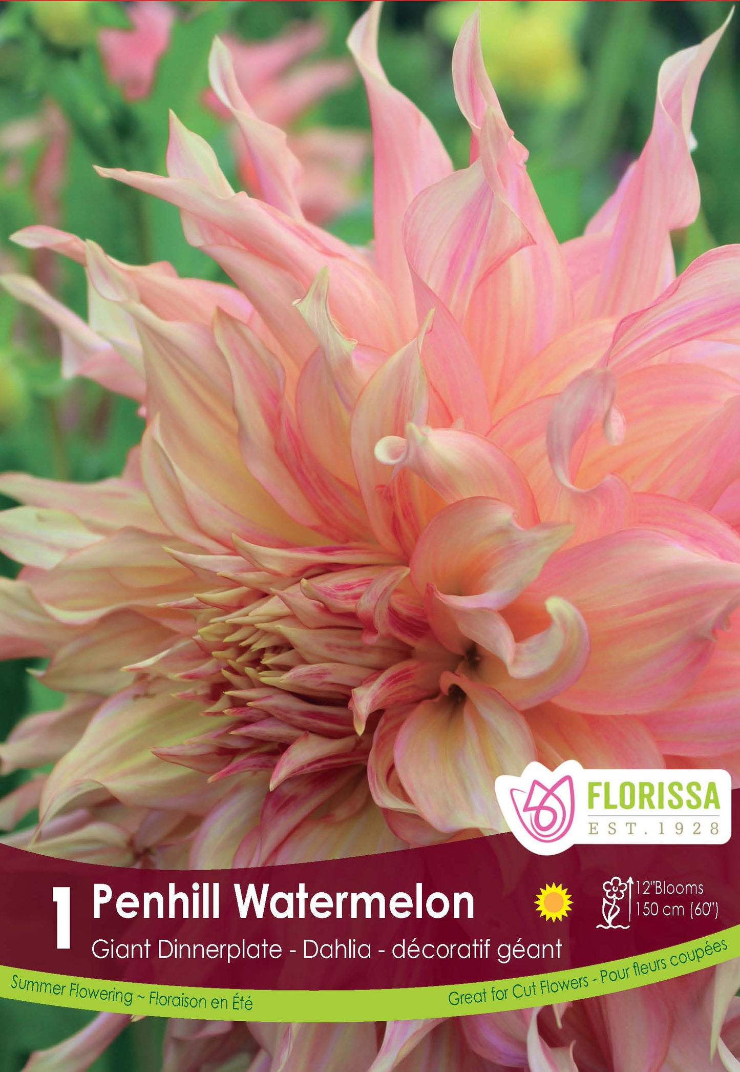 Dahlia Dinnerplate Penhill Watermelon