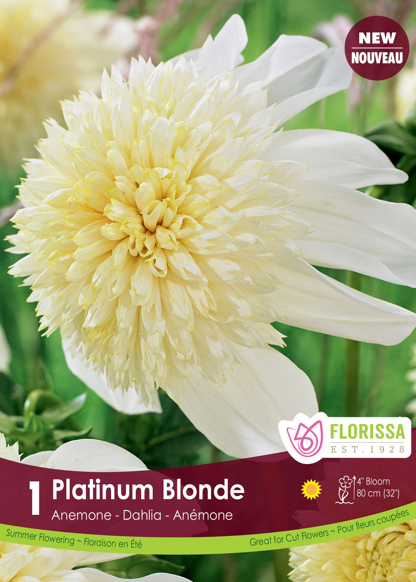 Dahlia Anemone Platinum Blonde