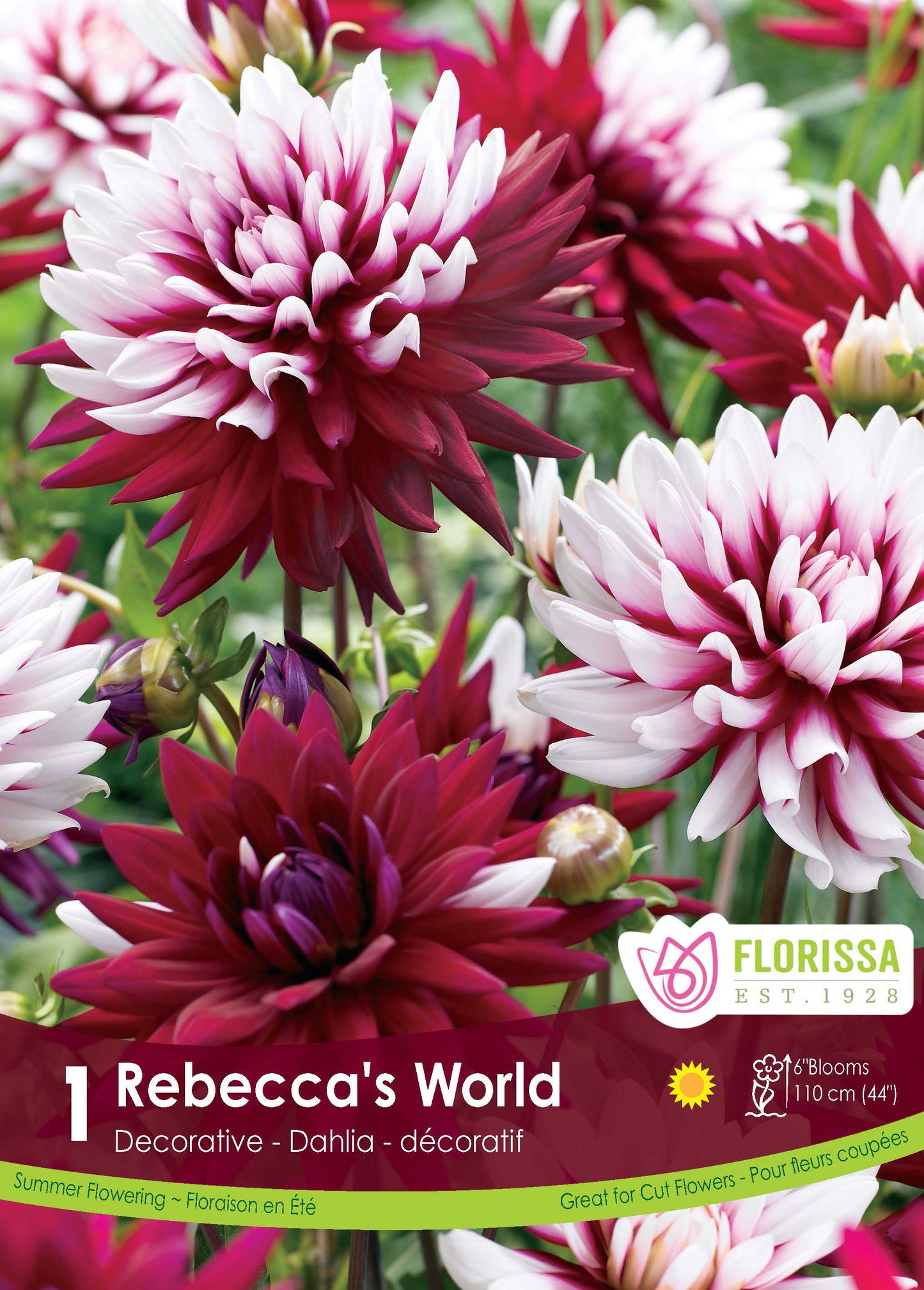 Dahlia Decorative Rebecca's