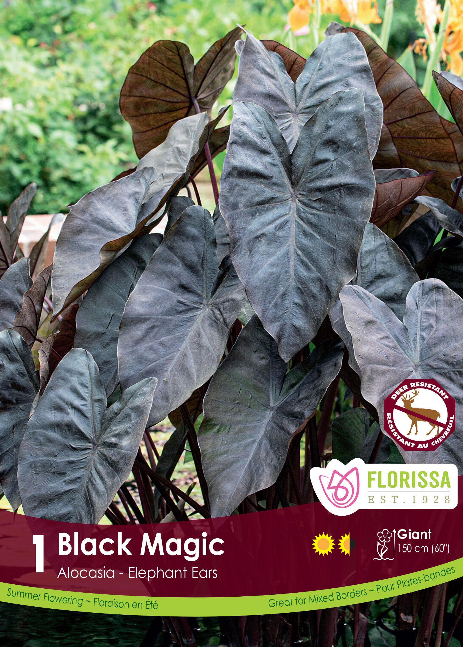 Colocasia Black Magic – Flowerbulbsrus.com