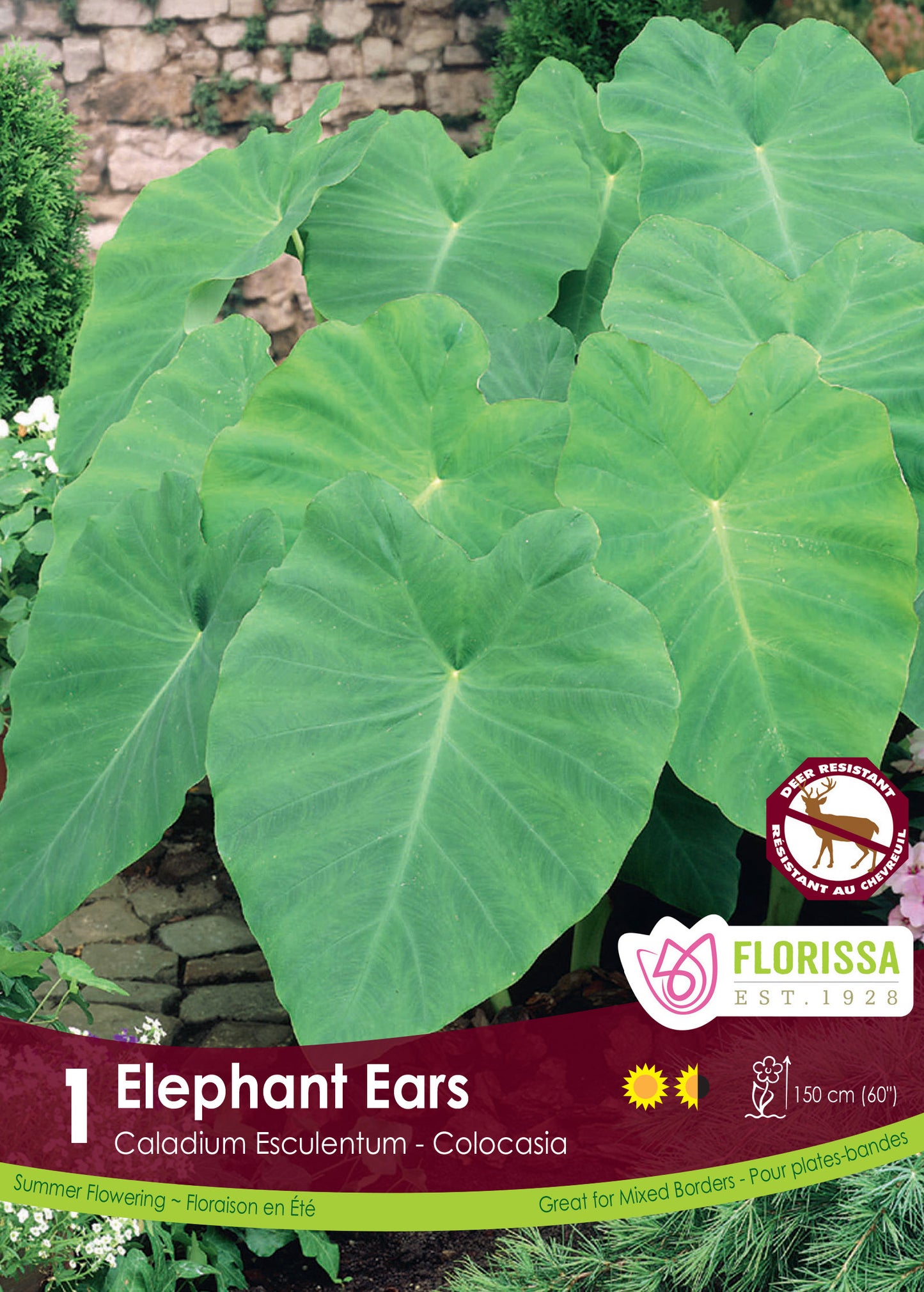 Colocasia - Elephant Ears