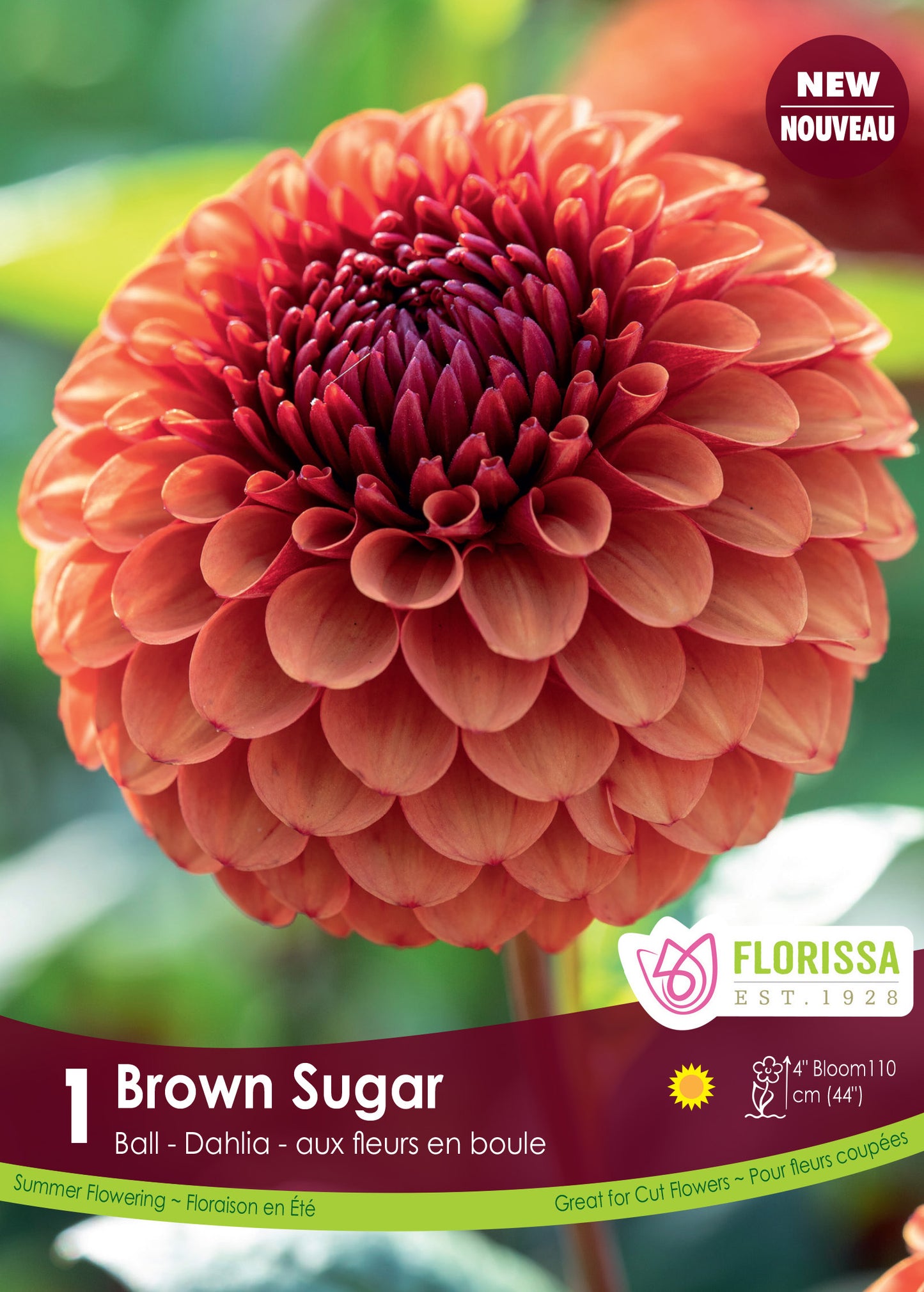 Dahlia Brown Sugar-New