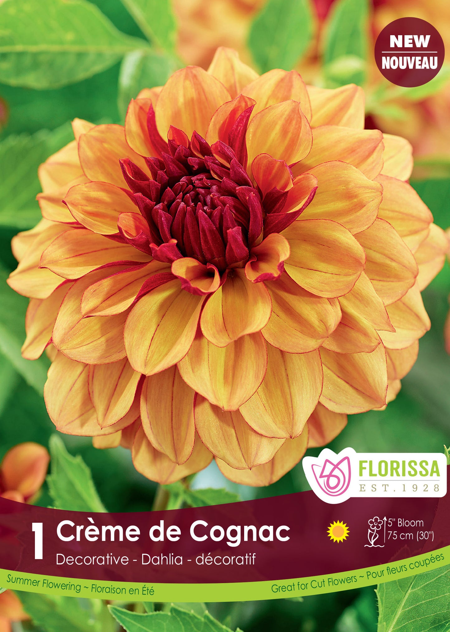 Dahlia Decorative Crème de Cognac