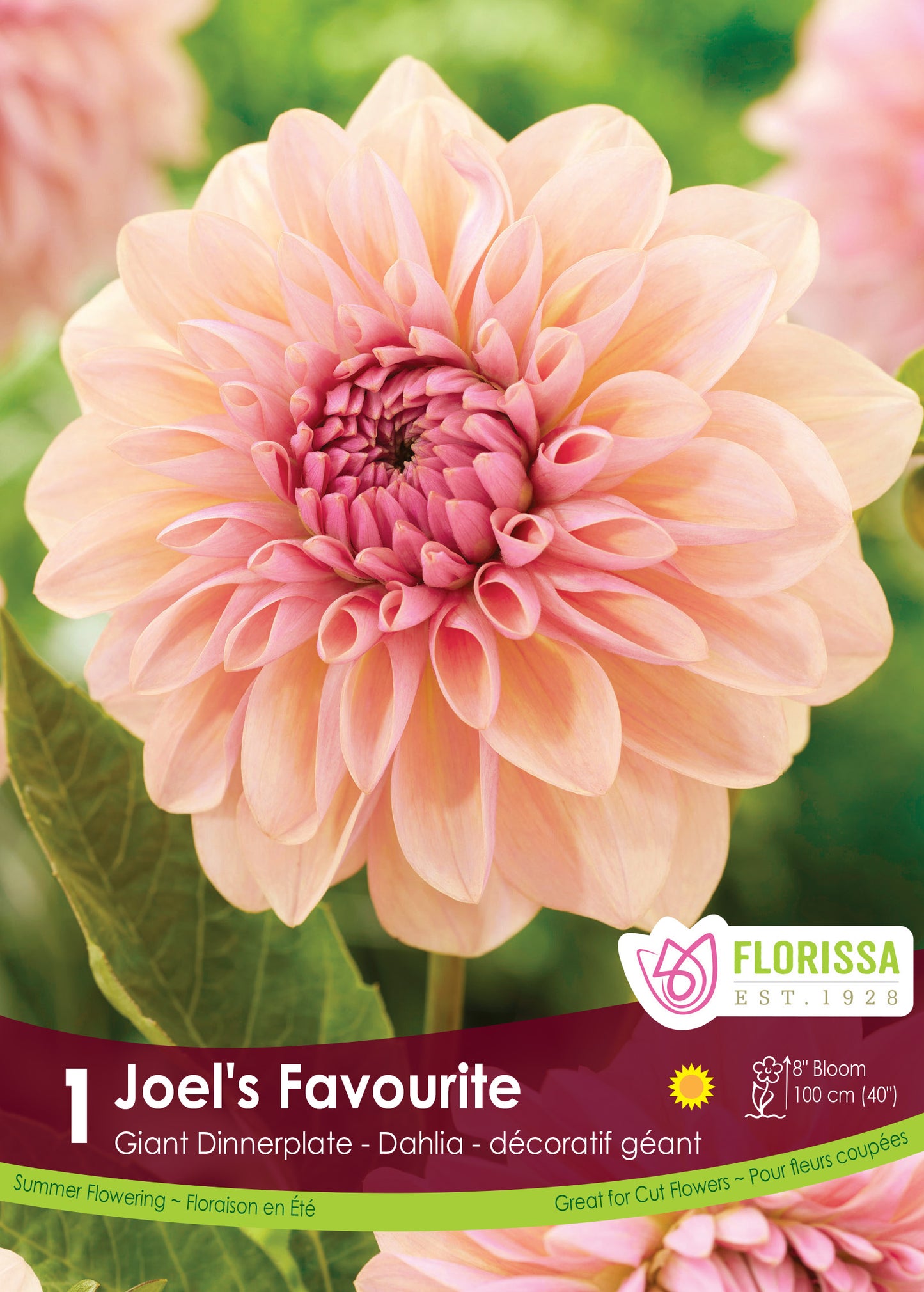 Dahlia Joel's Favourite - NEW - Flowerbulbsrus.com