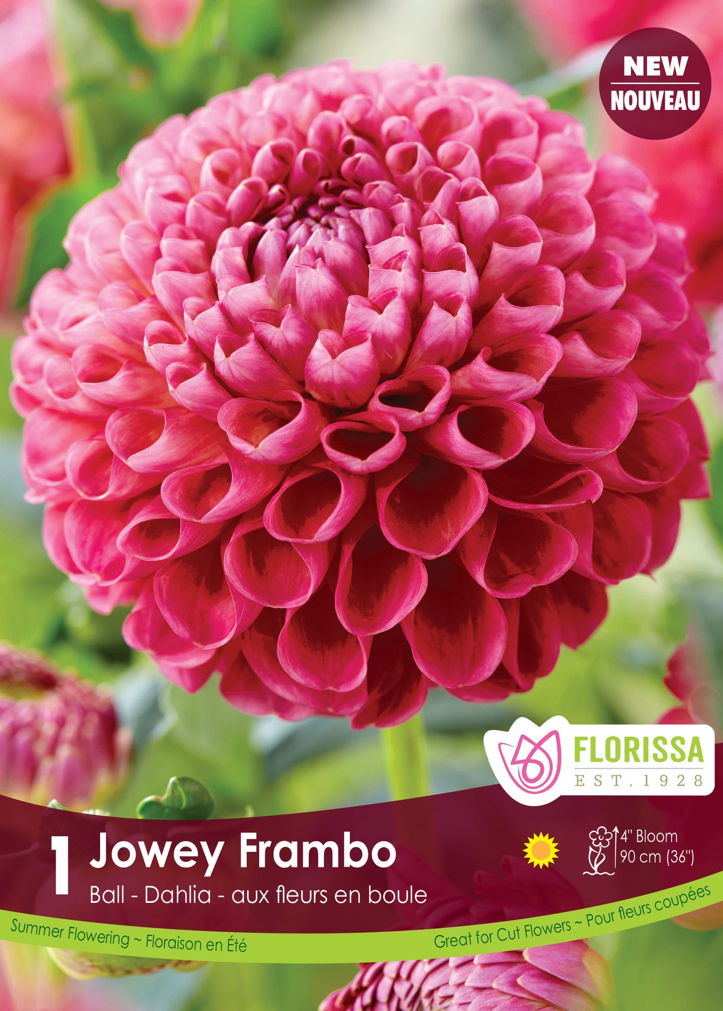 Dahlia Ball Jowey Frambo