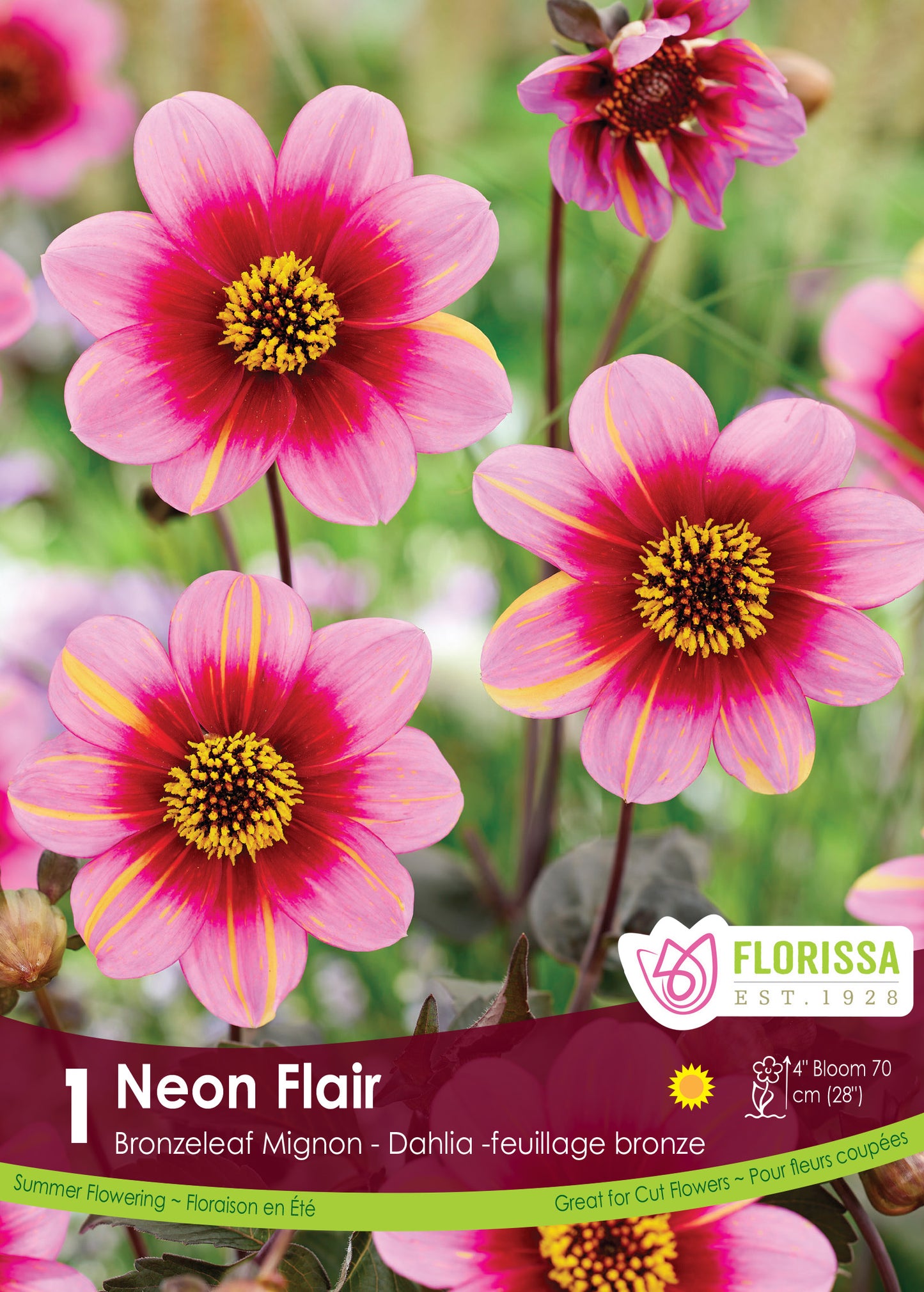 Dahlia Migonon Bronzeleaf 'Neon Flair'