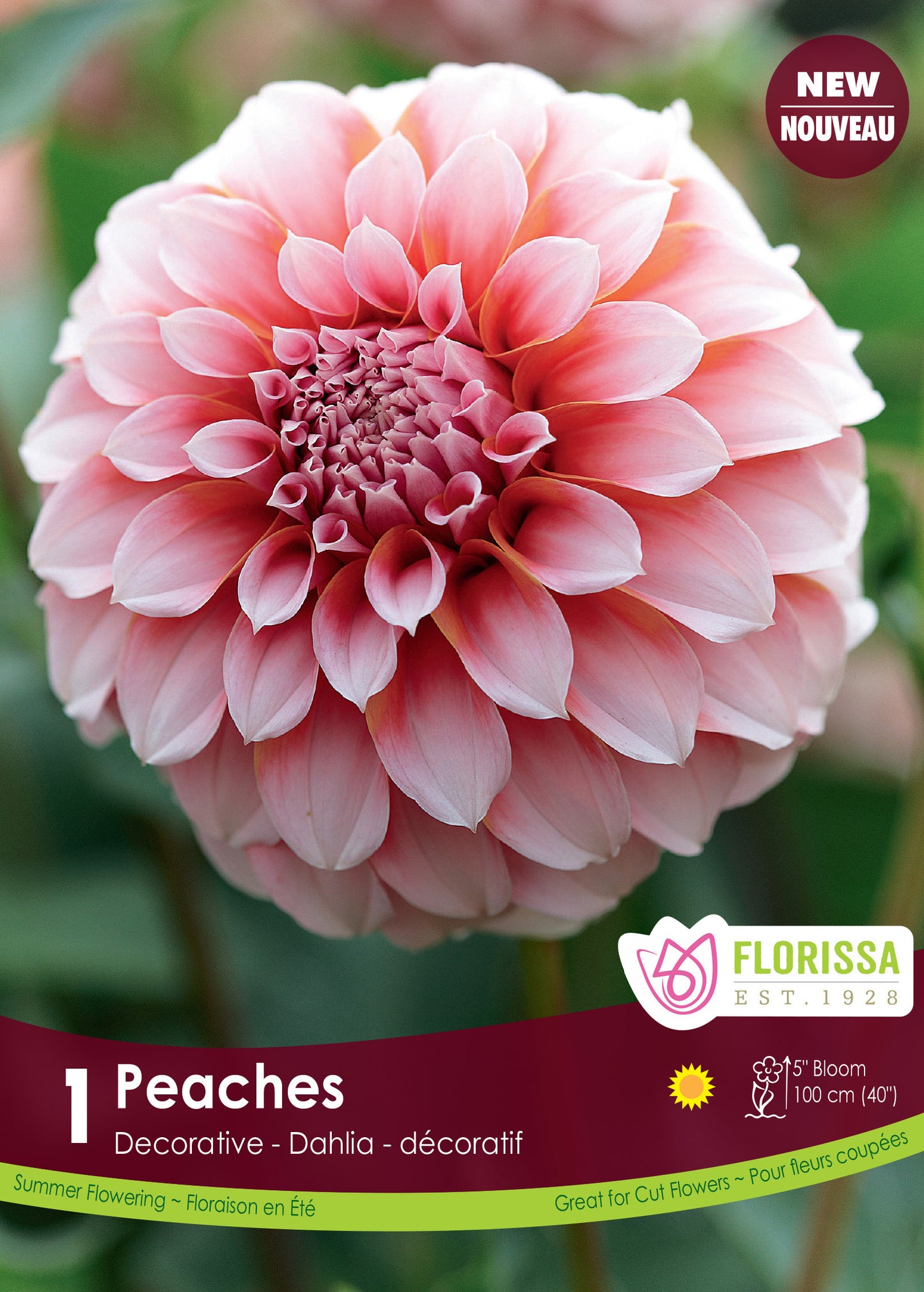 Dahlia Peaches-New