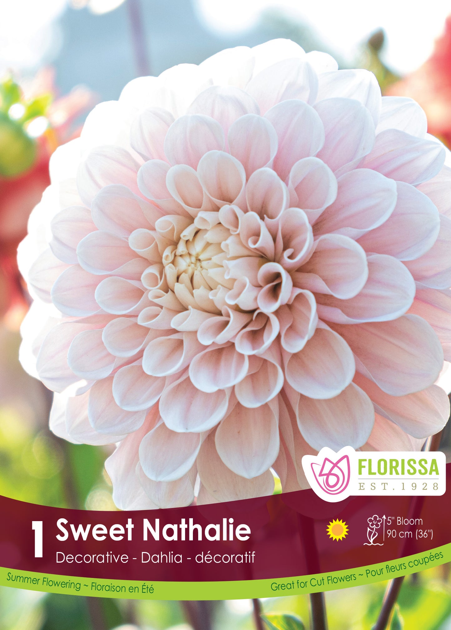 Dahlia Sweet Nathalie-New