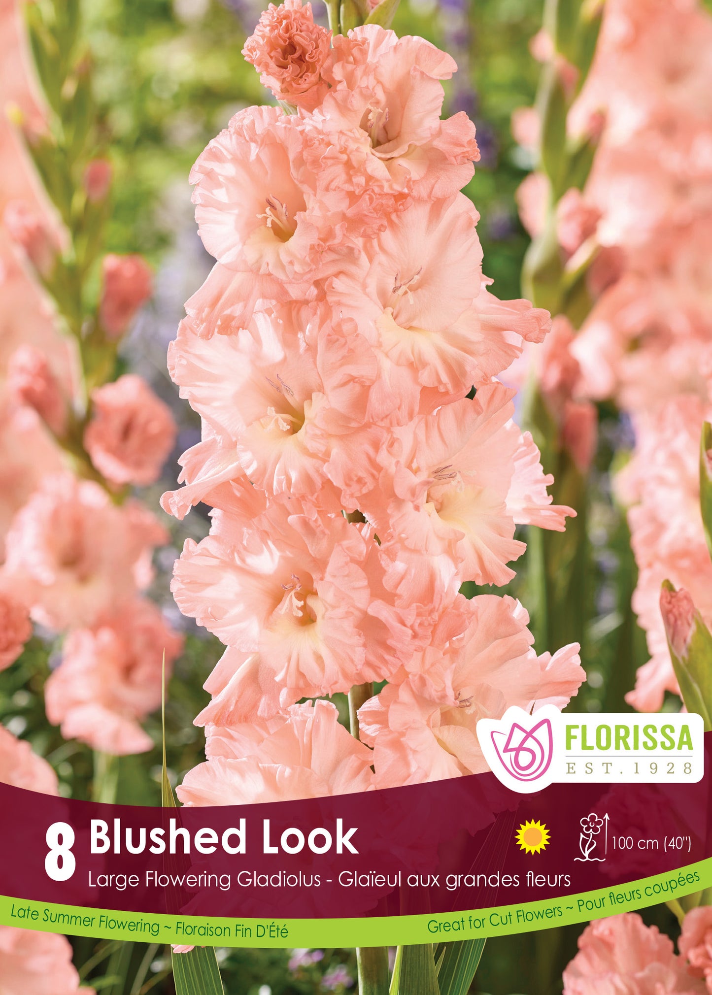Gladiolus Blushed Look