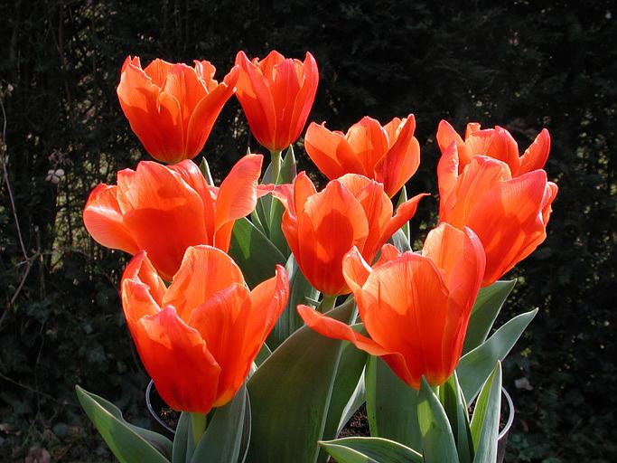 Tulip Love Song - Flowerbulbsrus.com