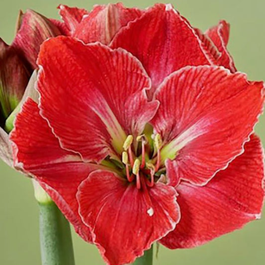amaryllis, flower bulbs
