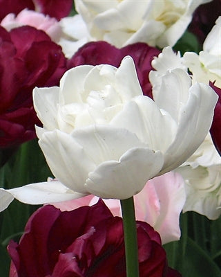 Tulip Mount Tacoma 20 per package - Flowerbulbsrus.com