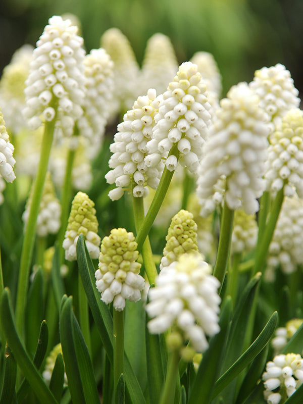 Muscari Aucheri White Magic - Flowerbulbsrus.com