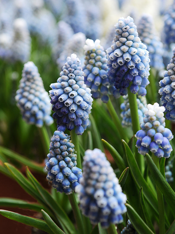 muscari, flower bulbs