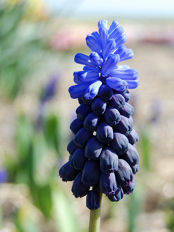 Muscari latifolium 50 per package - Flowerbulbsrus.com