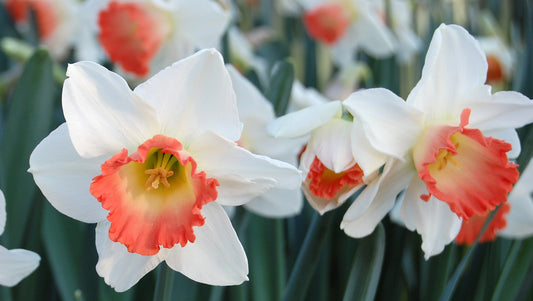Narcissus Pink Charm 10 per package - Flowerbulbsrus.com
