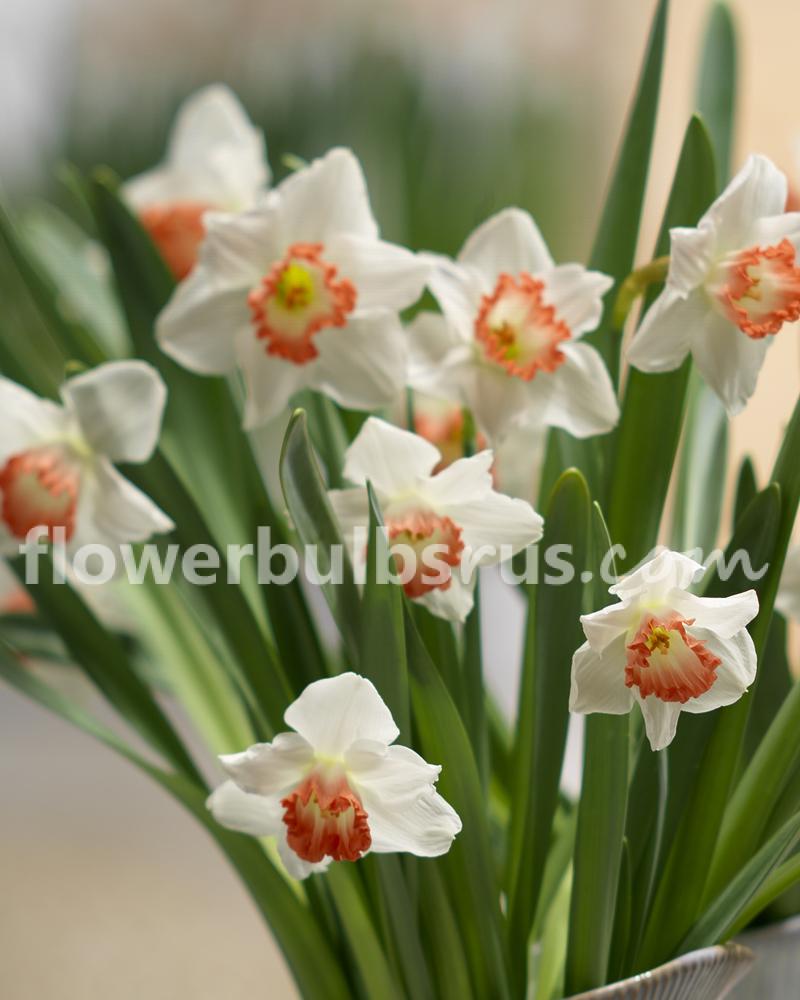 Narcissus Accent 10 per package - Flowerbulbsrus.com