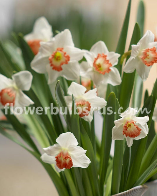 Narcissus Accent 10 per package - Flowerbulbsrus.com