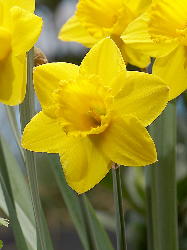 Narcissus Carlton — 10 bulbs per package - Flowerbulbsrus.com