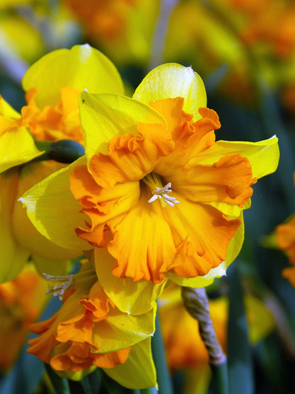 Narcissus Congress 10 per package