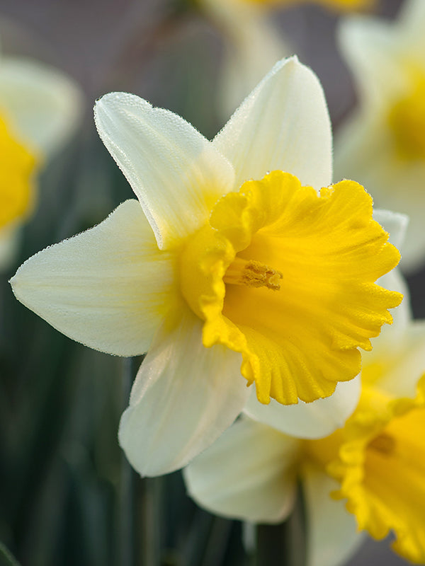 Narcissus Goblet 10 per package - Flowerbulbsrus.com