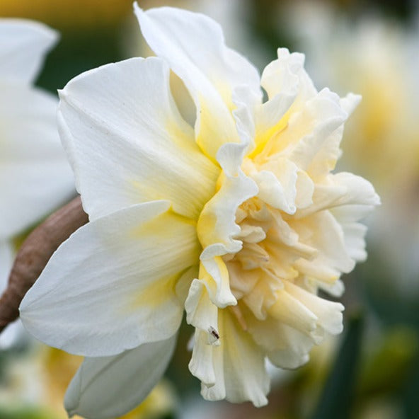 narcissus, daffodils, flower bulbs