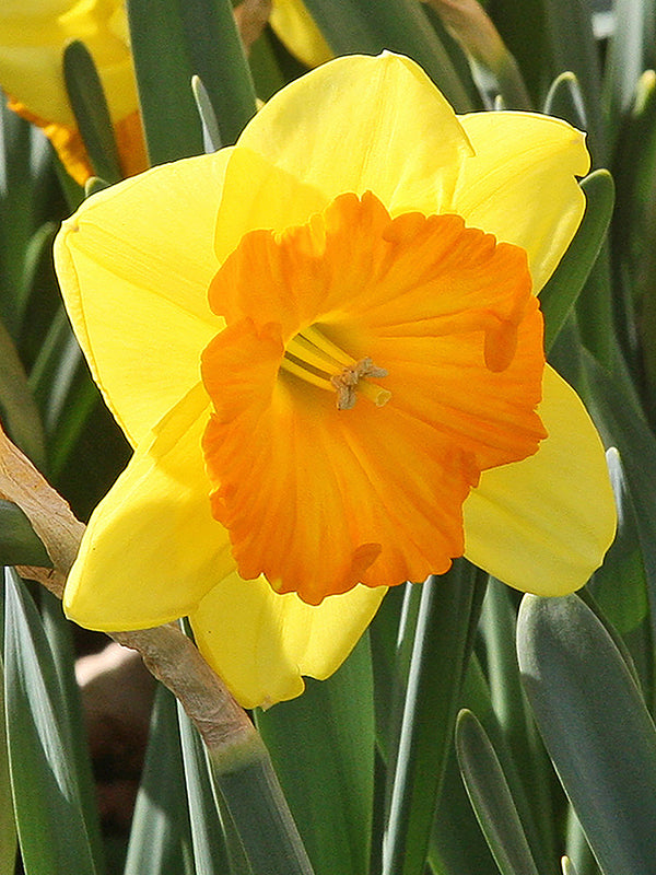Narcissus Orange Eye - Flowerbulbsrus.com