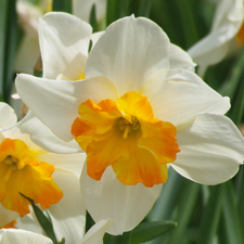 Narcissus Parisienne - Flowerbulbsrus.com