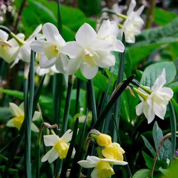 narcissus, daffodils, flower bulbs