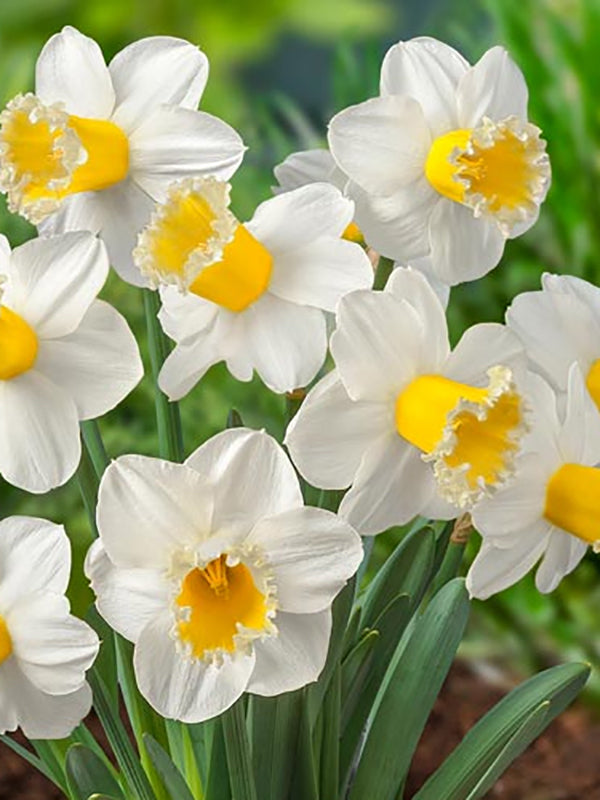 Narcissus Sugar Dipped 10 per package - Flowerbulbsrus.com