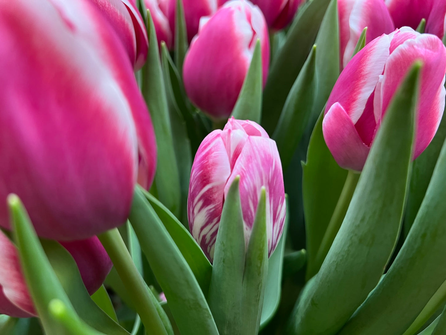 Tulip Outlook - Flowerbulbsrus.com