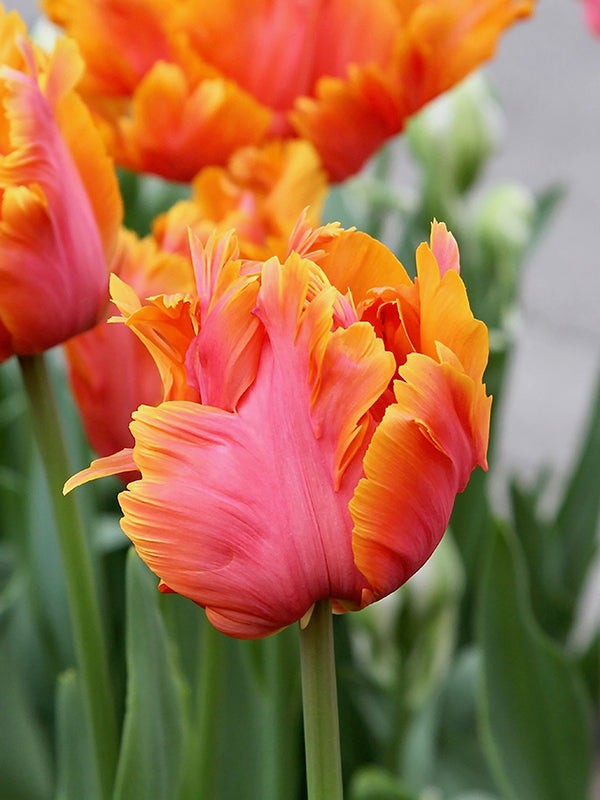 tulips, flower bulbs