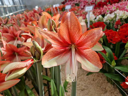 Amaryllis Pink Amazone- NEW  1 per package