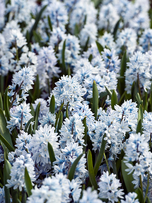 Puschkinia, flower bulbs