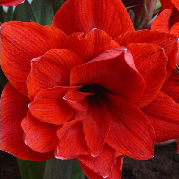amaryllis, flower bulbs