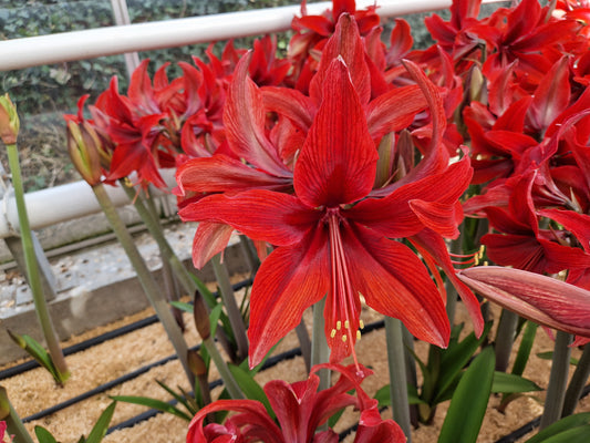 Amaryllis Red Amazone- NEW 1 per package