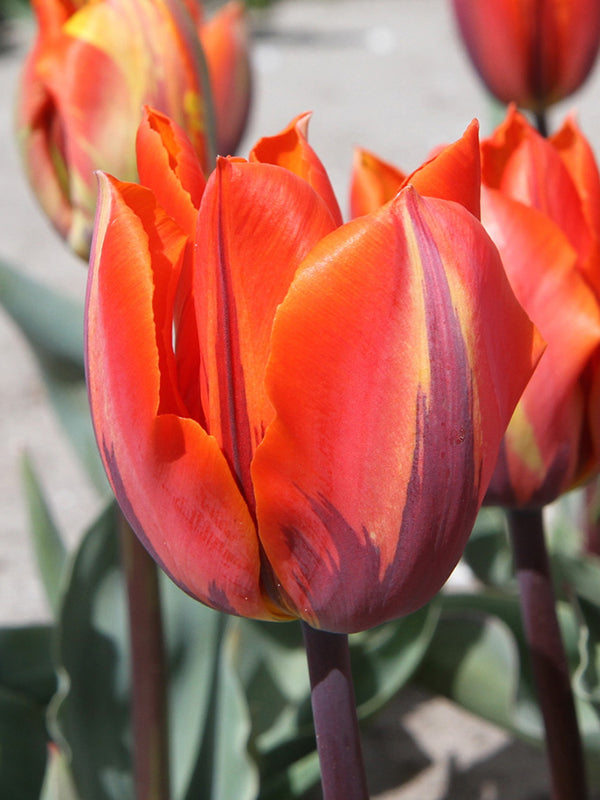 tulips, flower bulbs