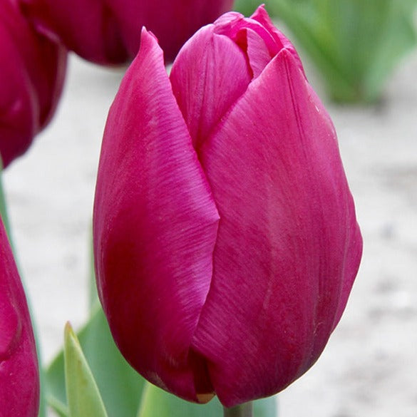 Tulip Purple Prince 20 per package - Flowerbulbsrus.com