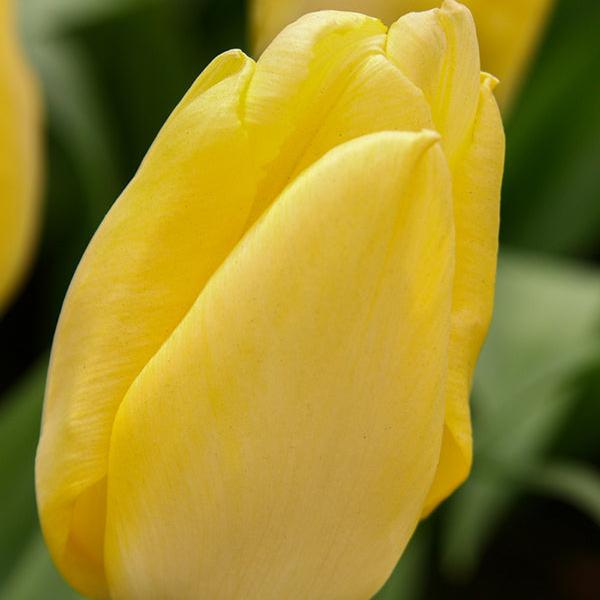 Tulip Sunny Prince 20 per package - Flowerbulbsrus.com