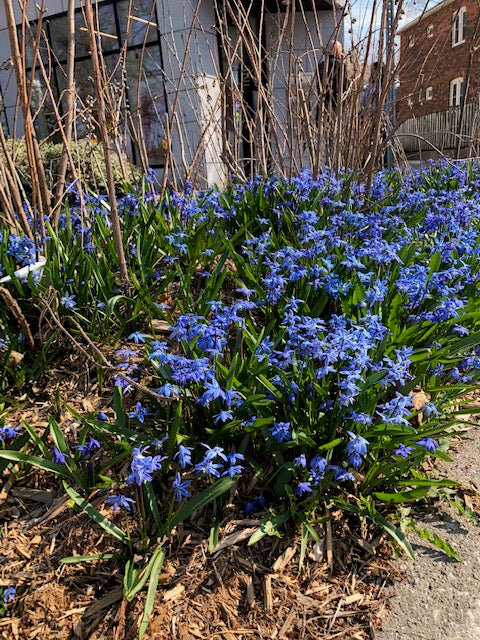 Scilla siberica - Flowerbulbsrus.com