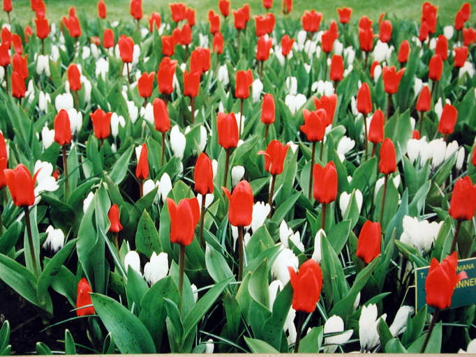 Tulip Showwinner 20 per package - Flowerbulbsrus.com