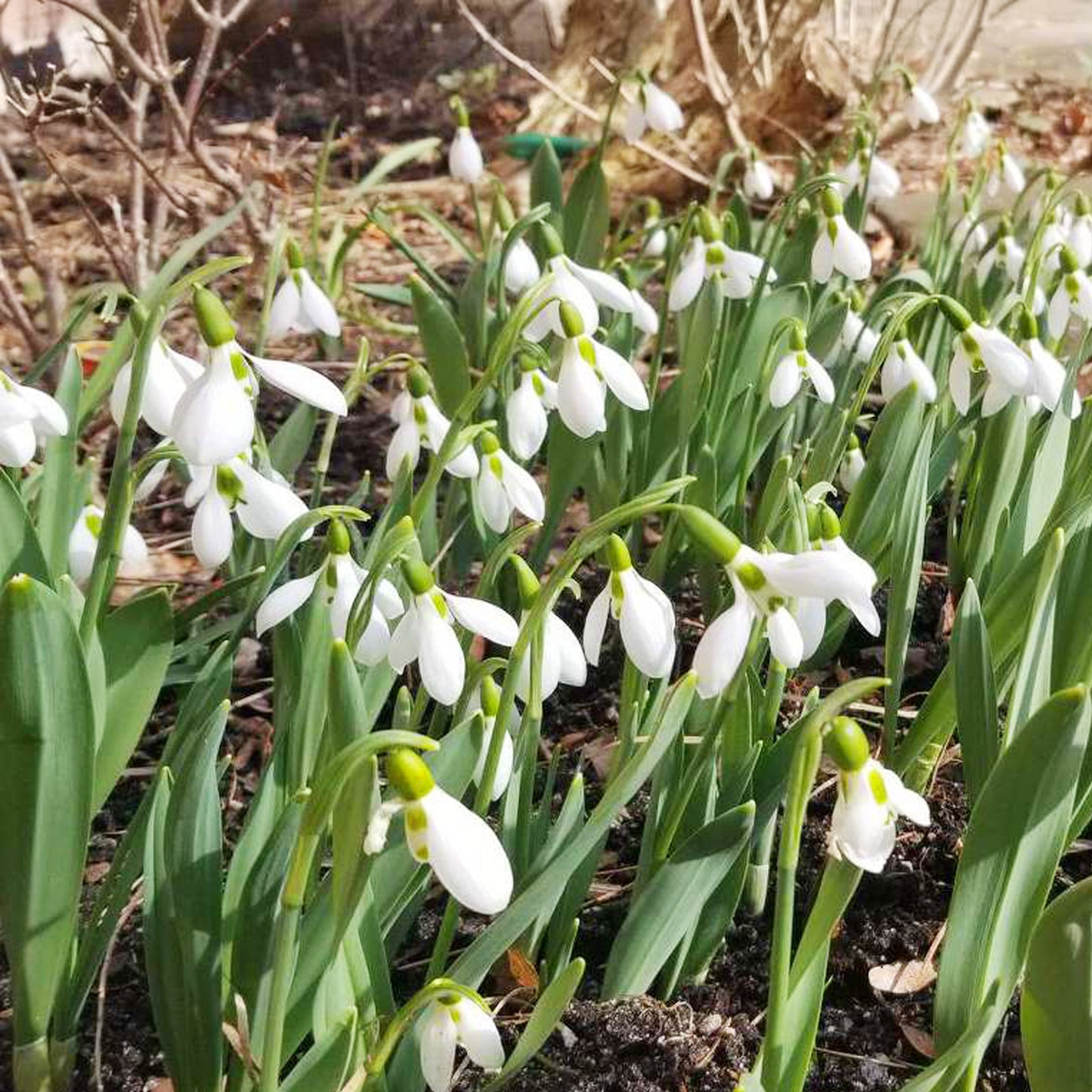 Galanthus Elwesii (Snowdrops) 50 per package - Flowerbulbsrus.com