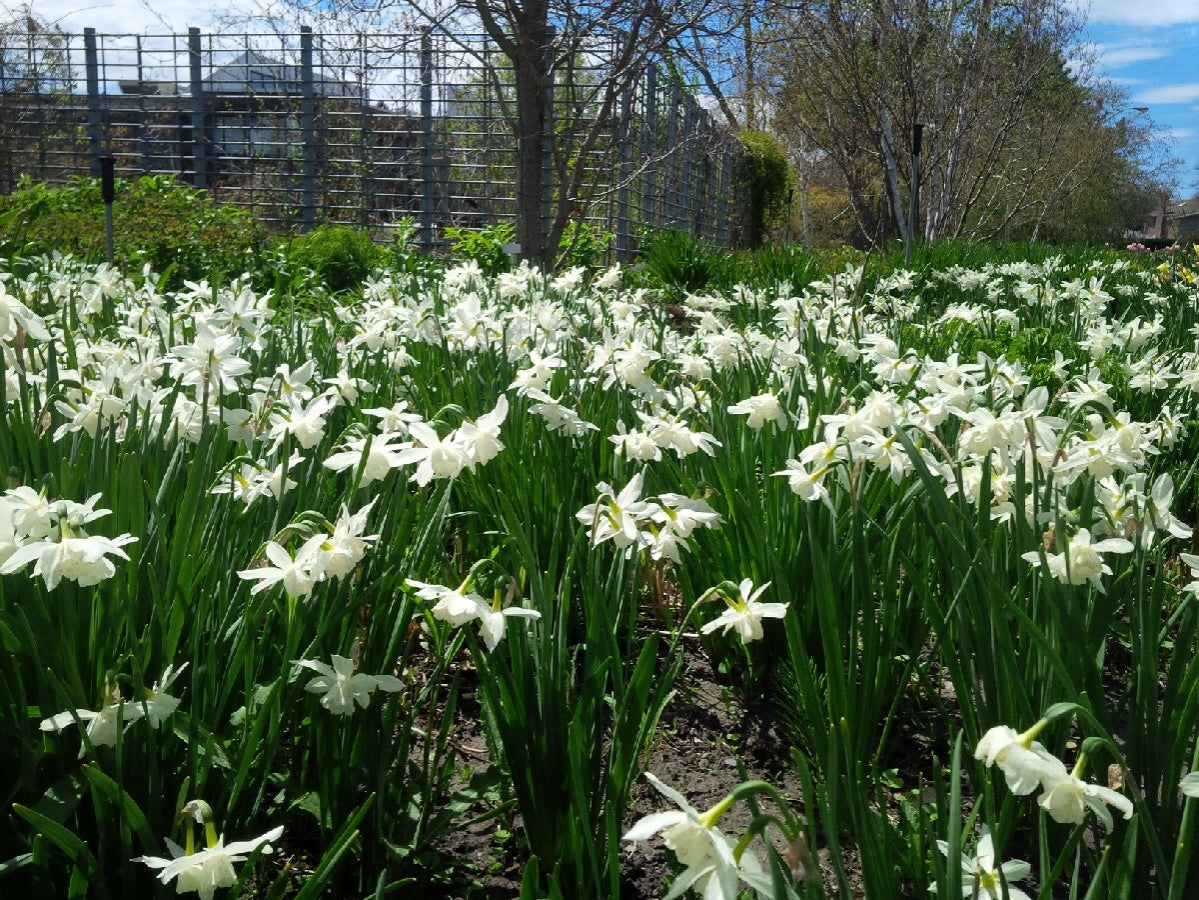 Narcissus Triandrus Thalia 20 per package - Flowerbulbsrus.com