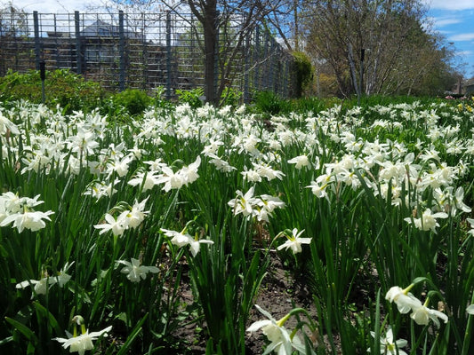 Narcissus Triandrus Thalia 20 per package - Flowerbulbsrus.com