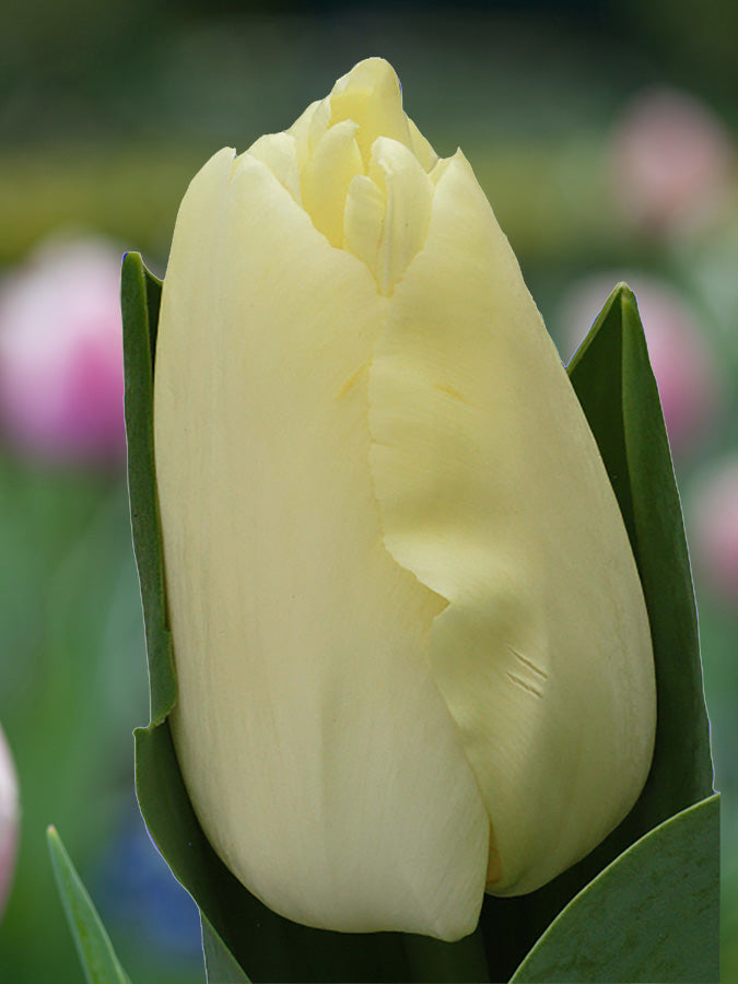 Tulip Fondue 20 per package - Flowerbulbsrus.com