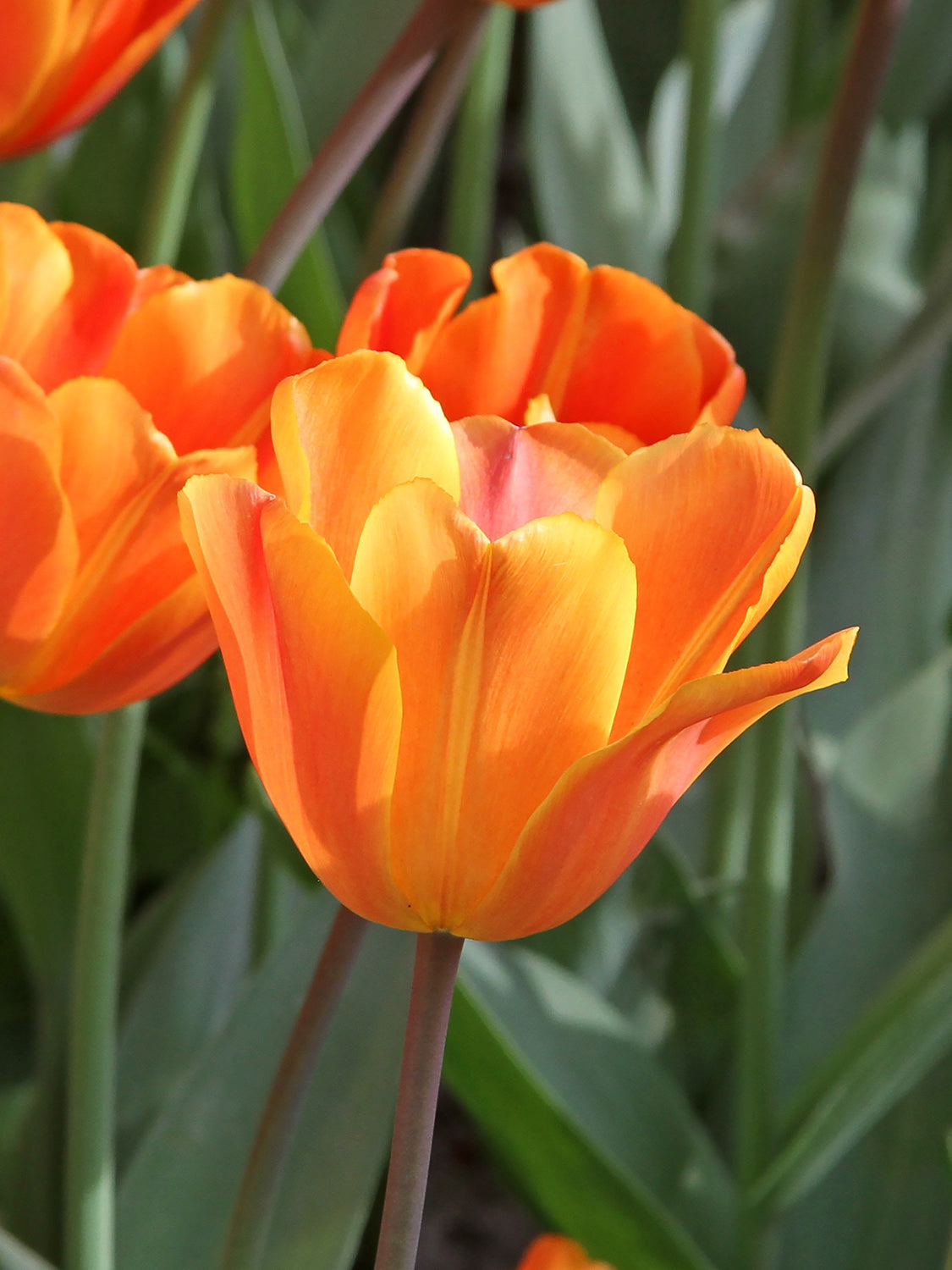 tulips, flower bulbs