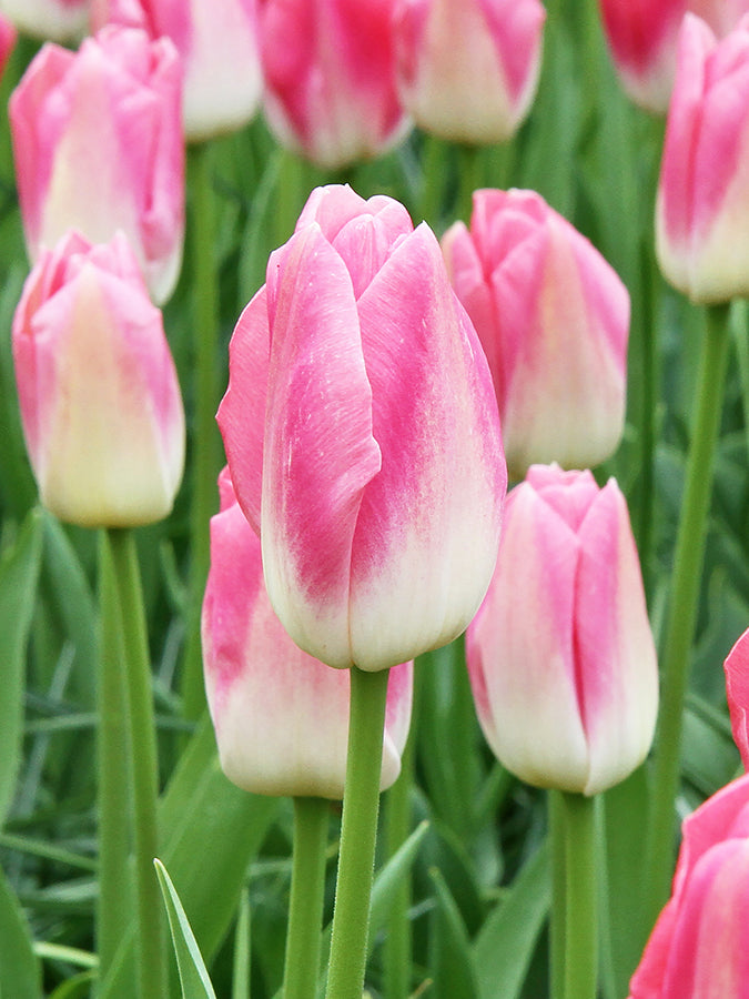 Tulip Memphis 20 per package - Flowerbulbsrus.com